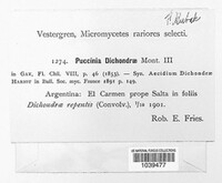 Puccinia dichondrae image